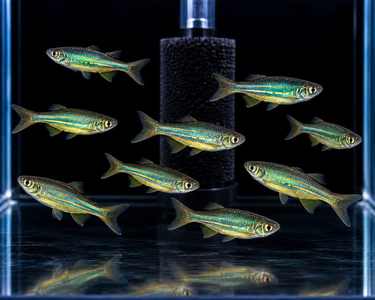Giant Danio ~ 4-4.5cm